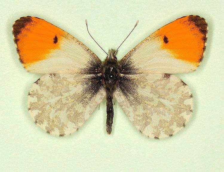 Anthocharis cardamines male (aberrant form striata) (Internet Image property of respective owner, non-commercial use only)